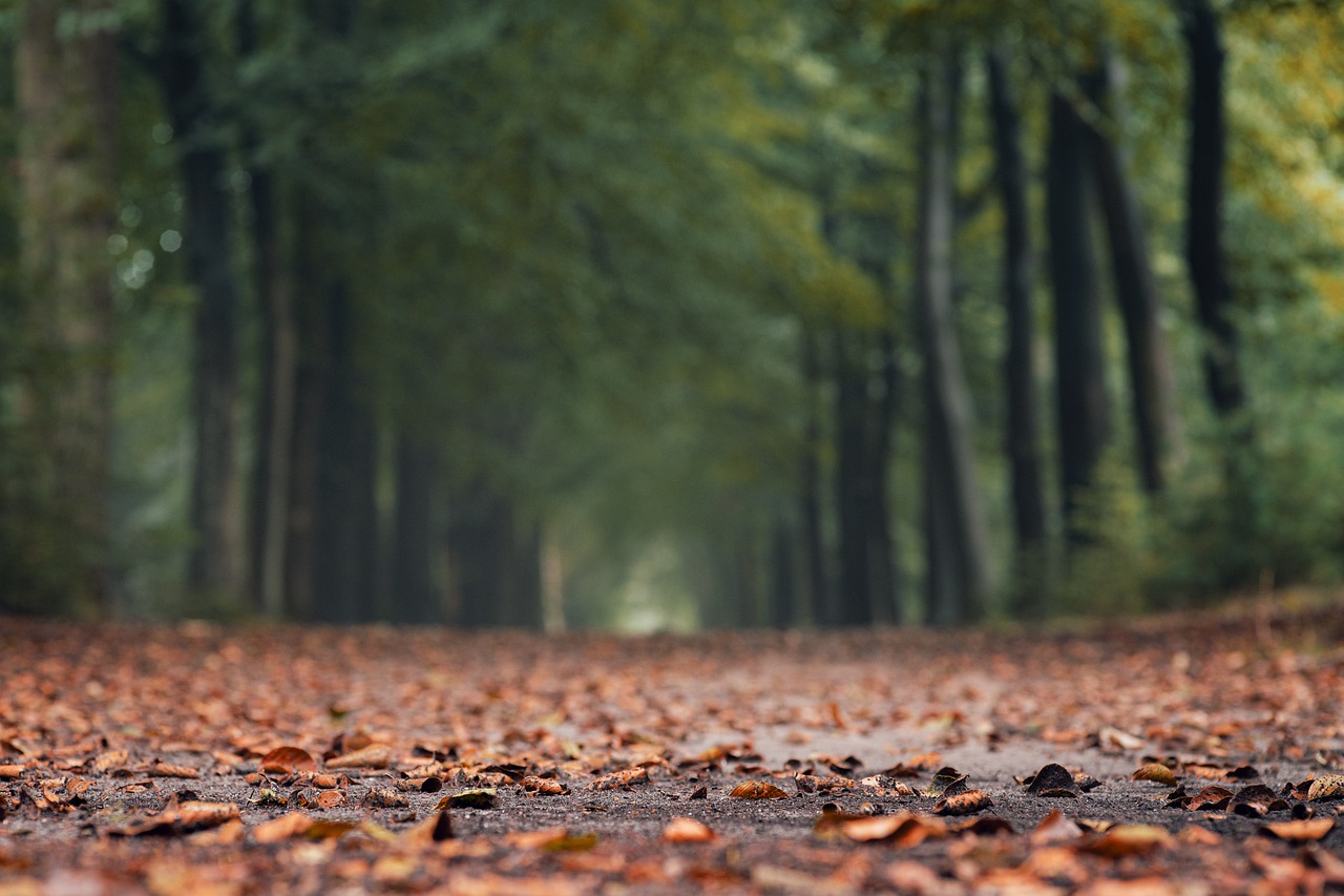 Reviving the Earth's Lungs: The Importance of Forest Conservation